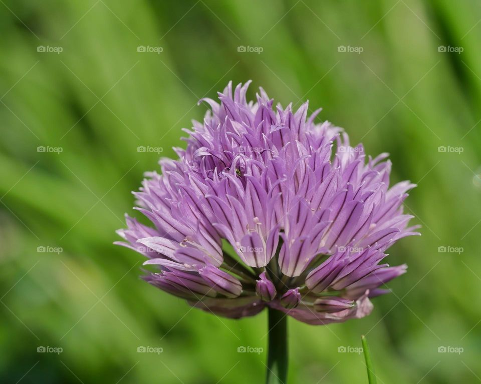 Chive blossom