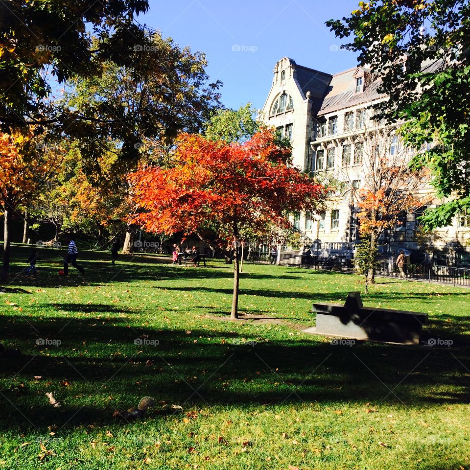 Park outside the McGill University