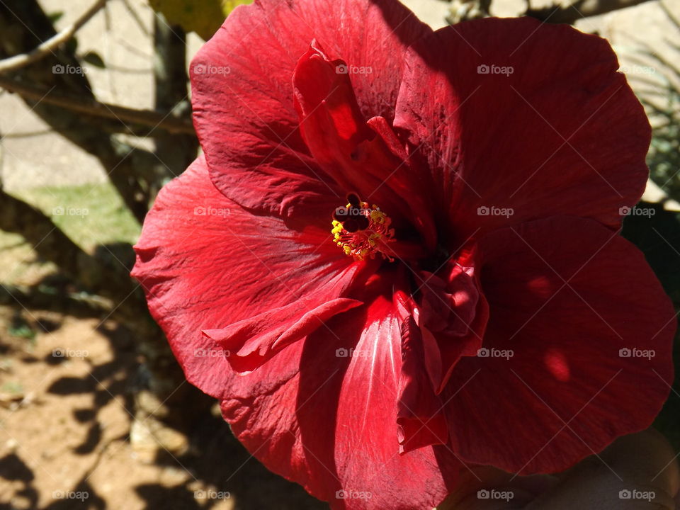 A beautiful red hibiscus flower.
