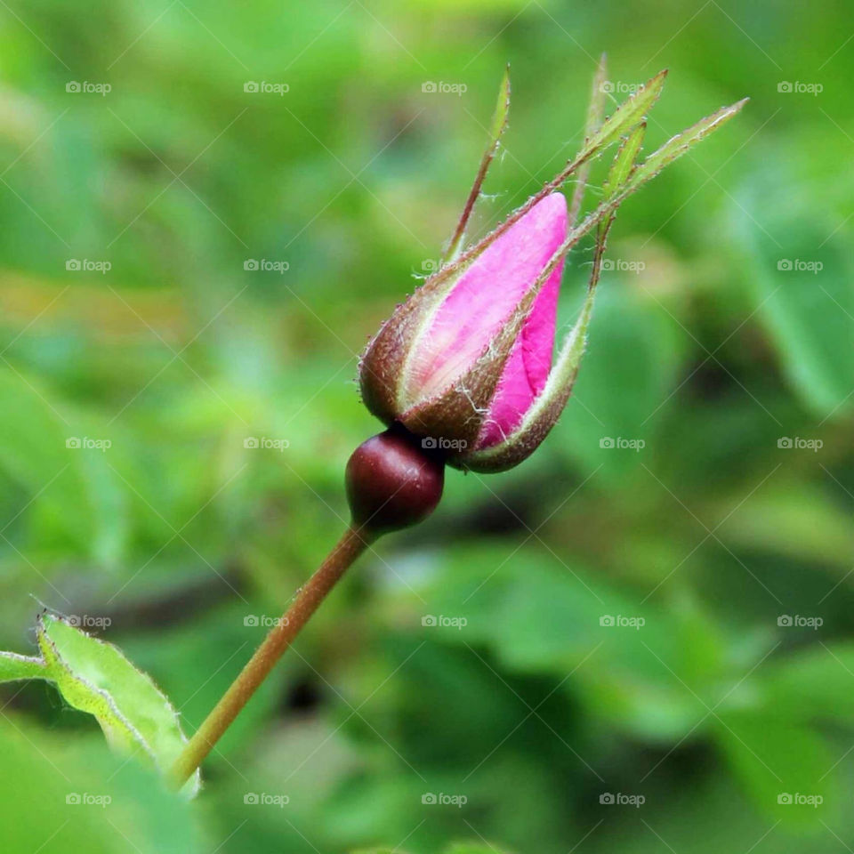 green pink flower macro by Garbonzobean