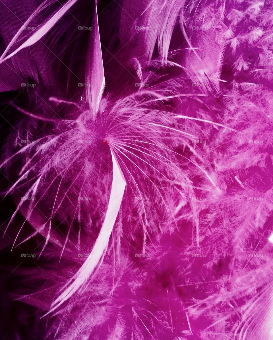 Pink feathers 