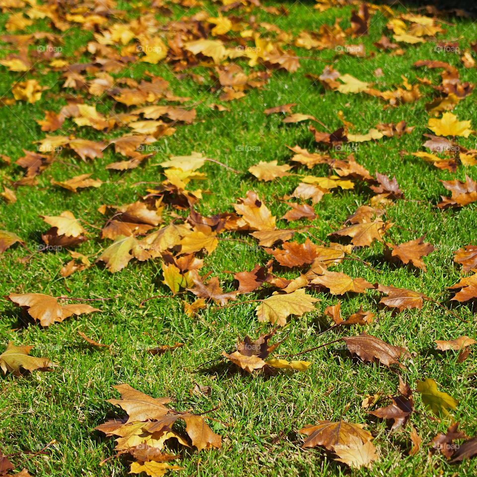 Shiny brown leaves contrast in the green grass on a sunny fall day. 