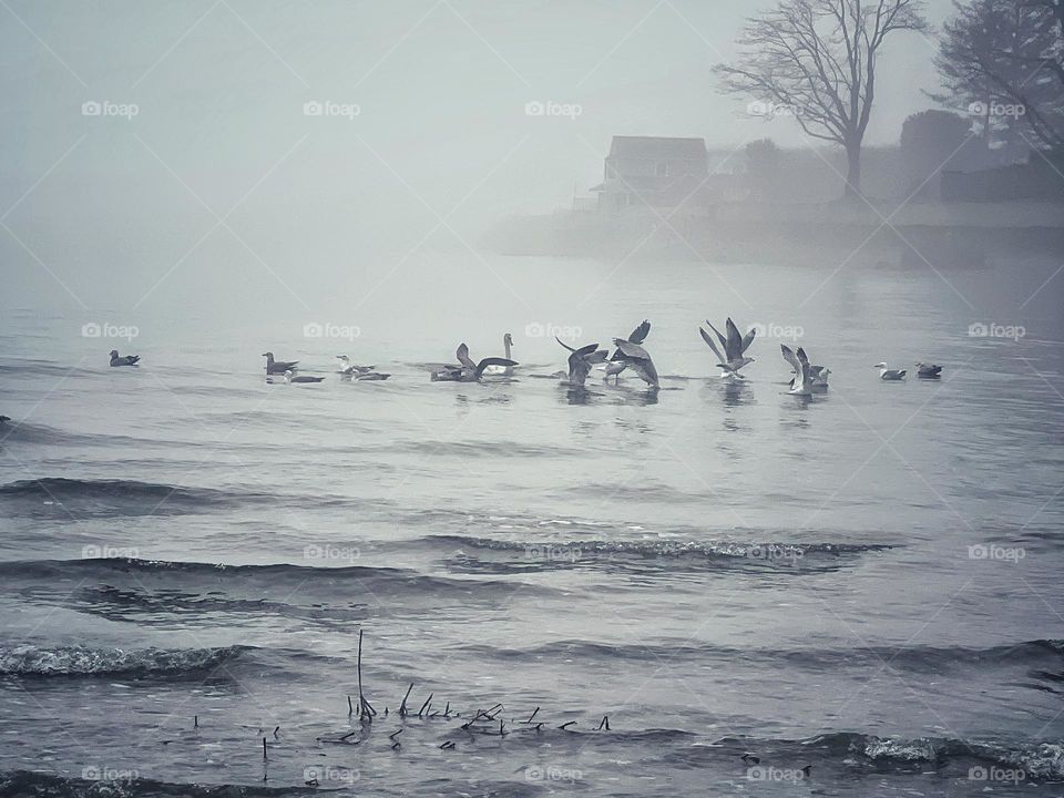 Birds on the water 