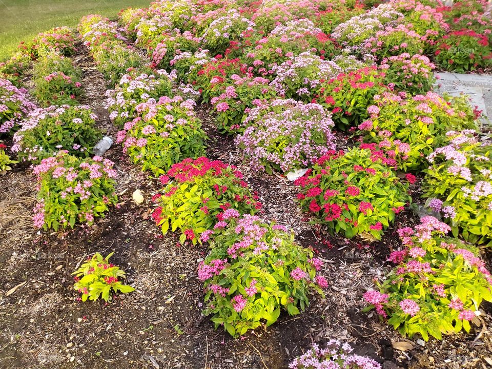 Urban flower bed with beautiful color scheme, pattern, line up and shapes.