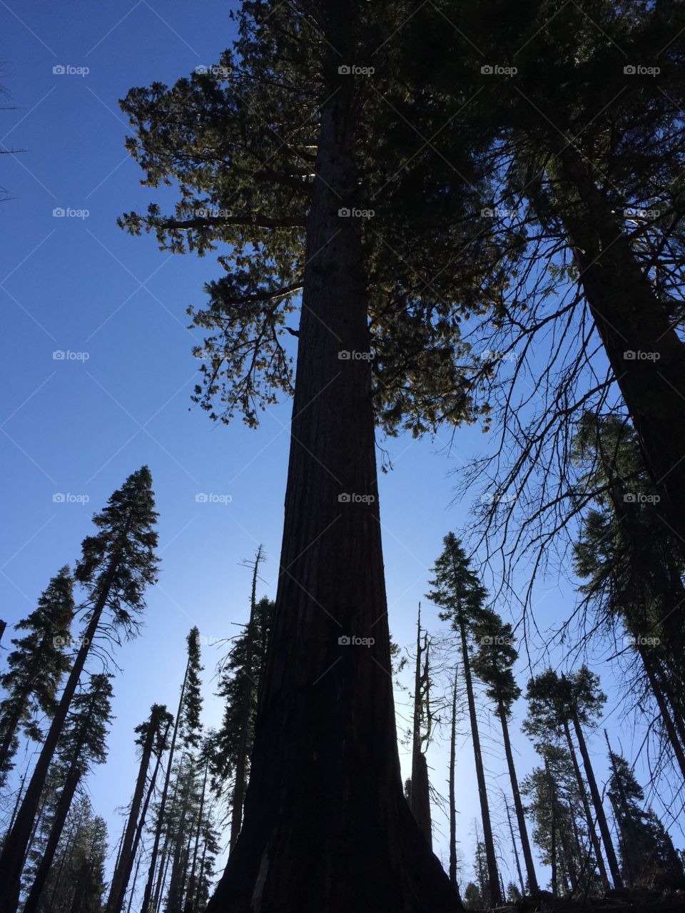 Silhouette of Giants