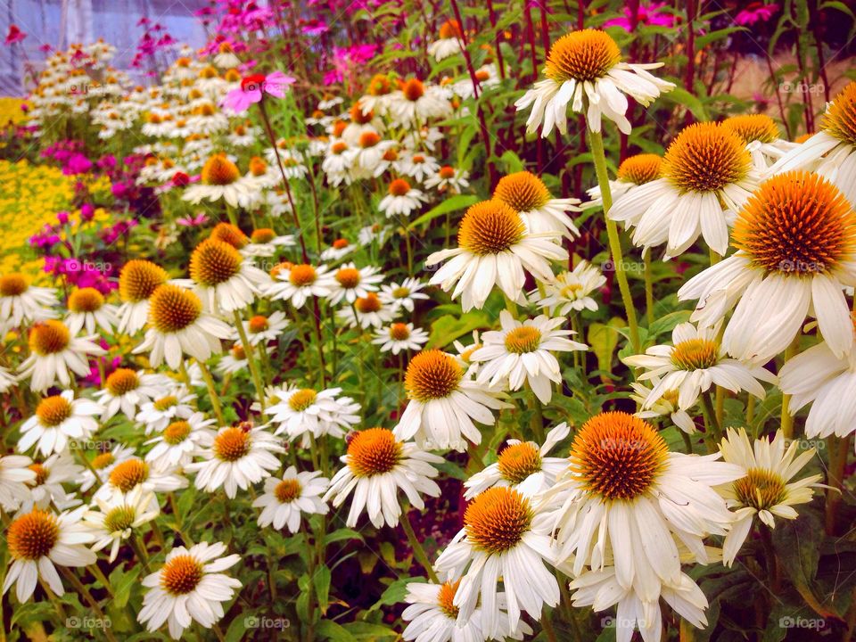 Coneflowers. 