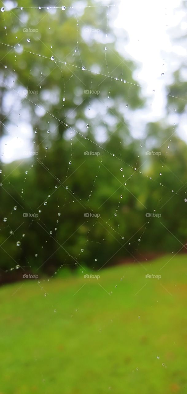 rainy day spider web