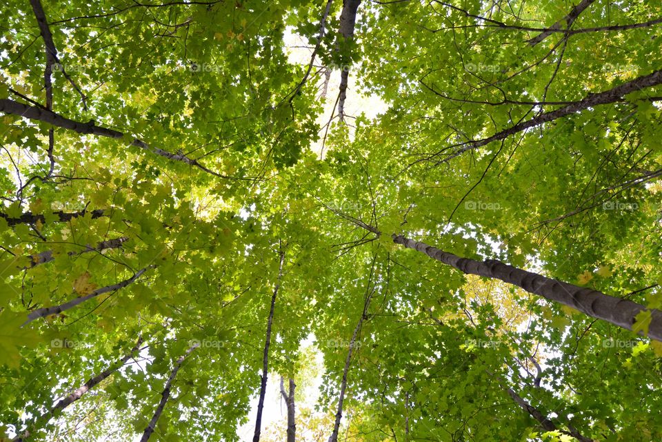 Trees up wide lens