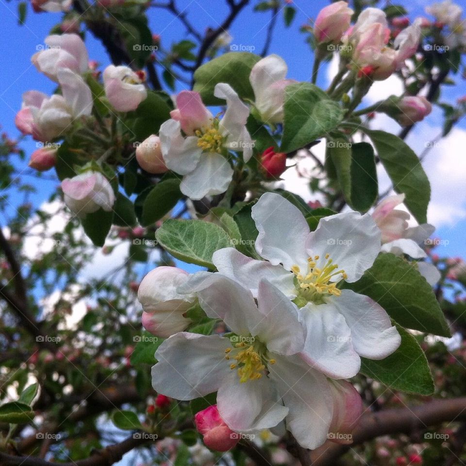 jelgava apple tree blooming latvia by omiata