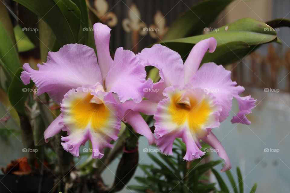 Beautiful and blooming flowers of orchids