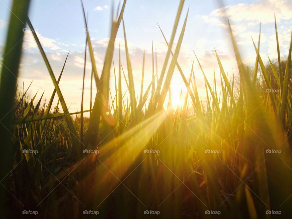 Sunlight on grass