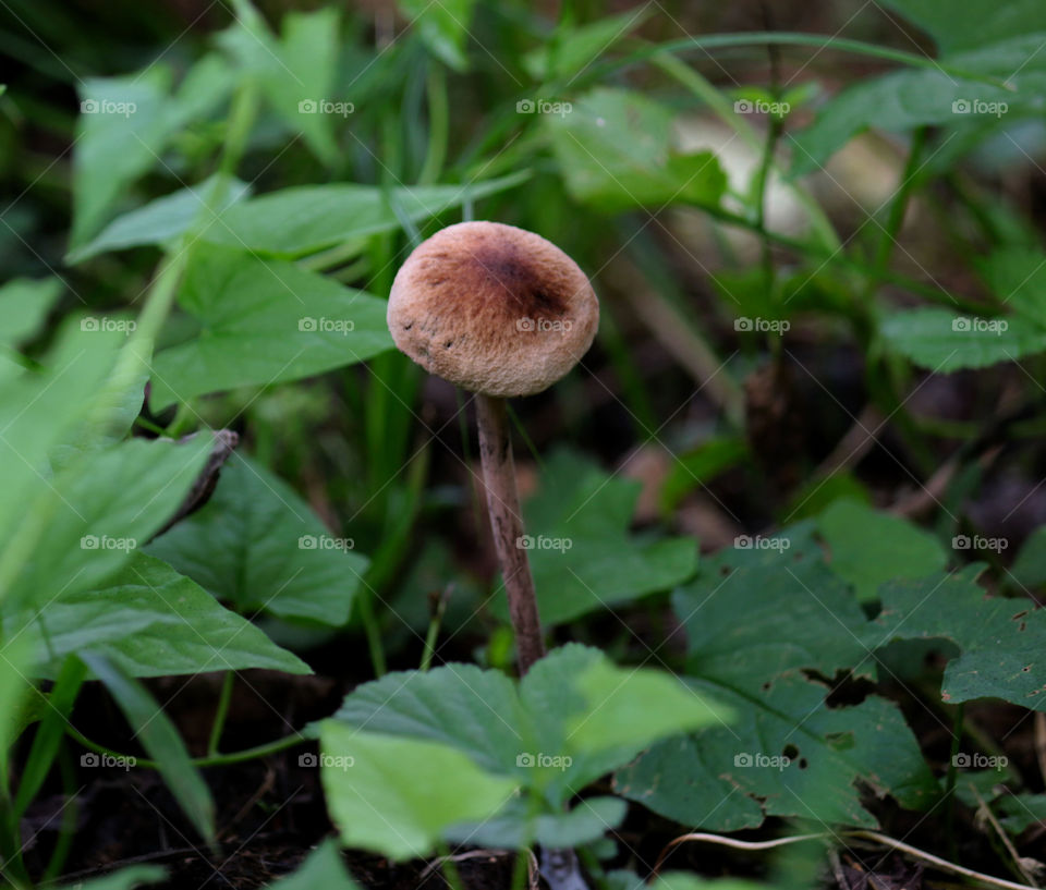 forest mushroom
