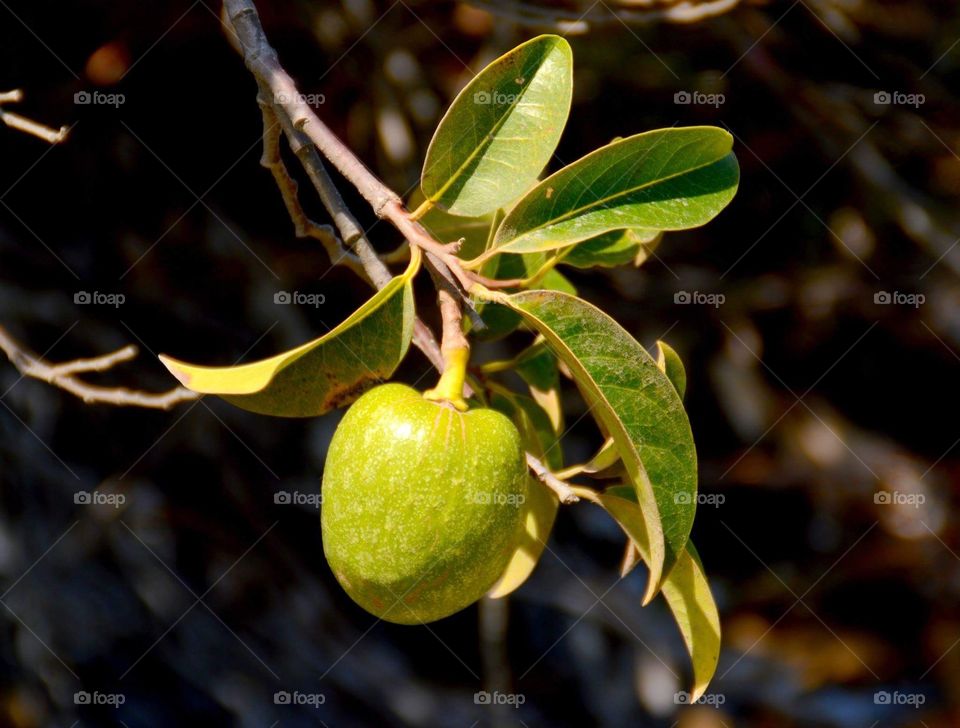 Araticum - wild Brazilian fruit