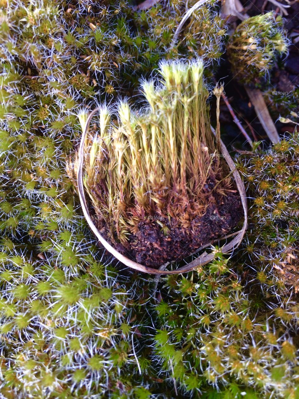 Moss details 