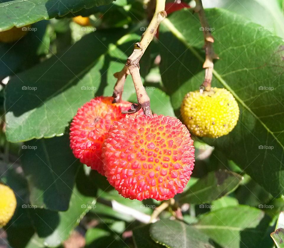 mediterranean wild fruit, arbutus