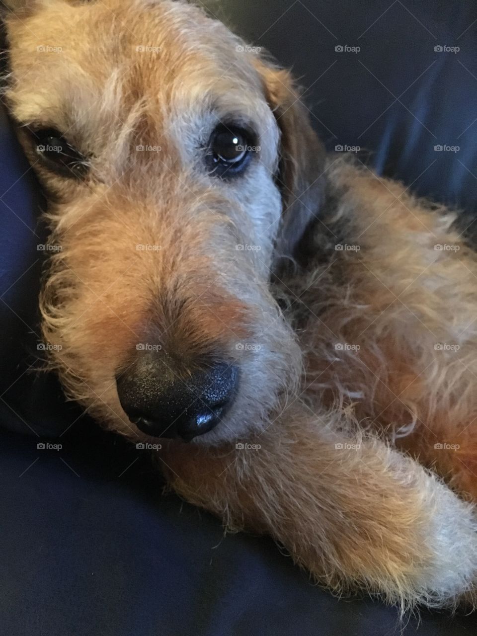 Ruby the Airedale mix