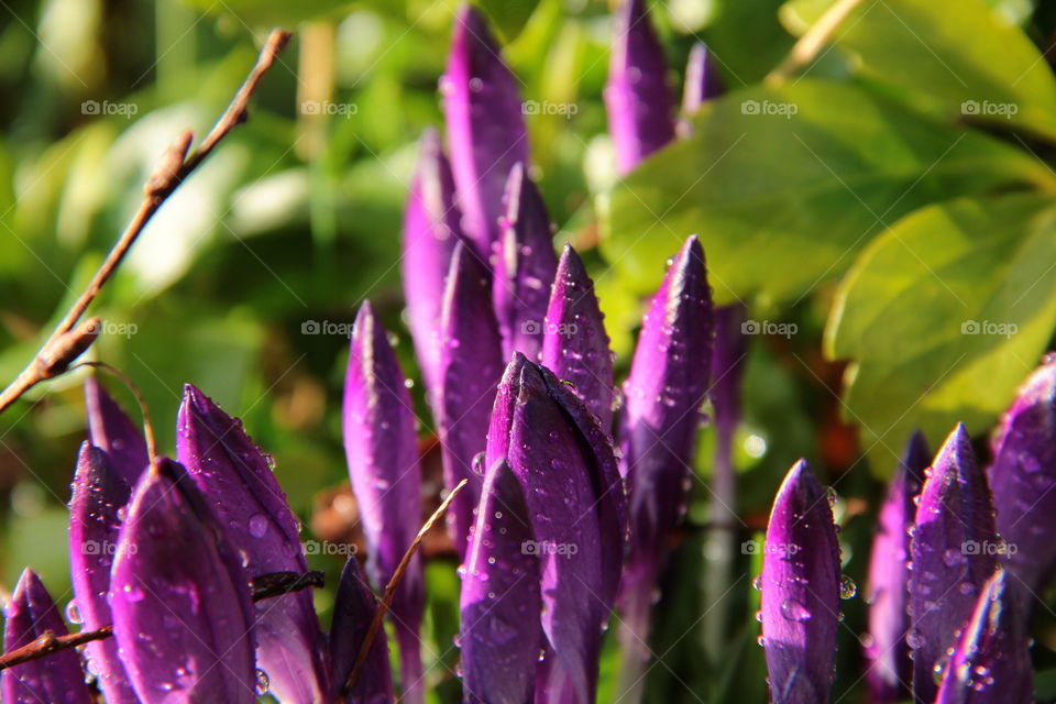 Crocus flowers with raindrops