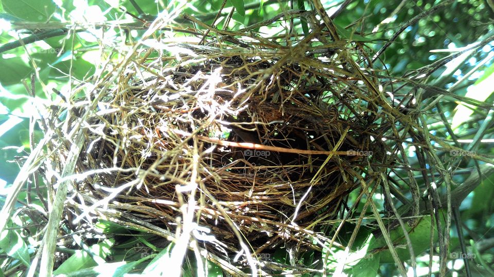 bird's Nest