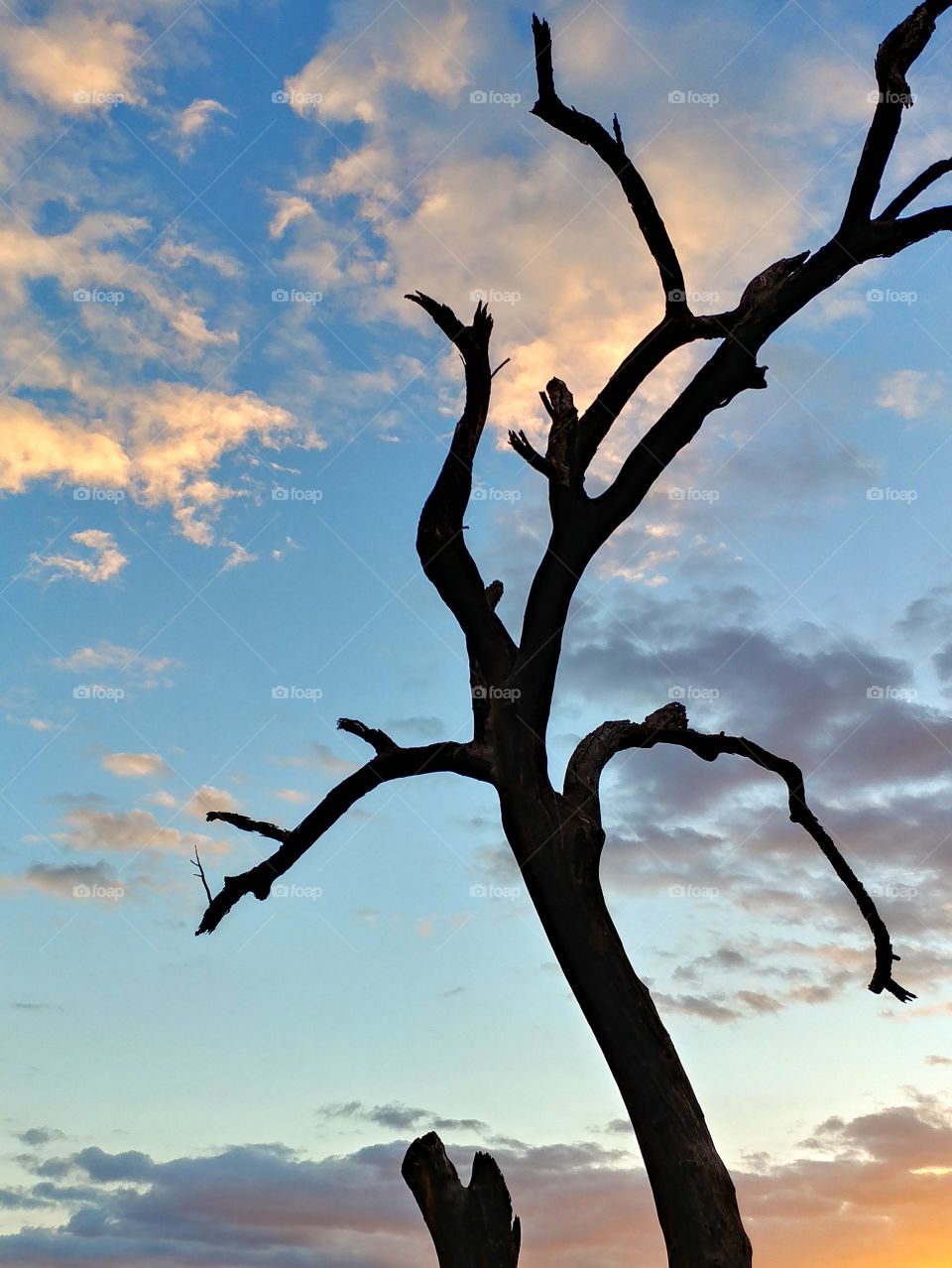 Silhouette of bare tree against cloudy sky