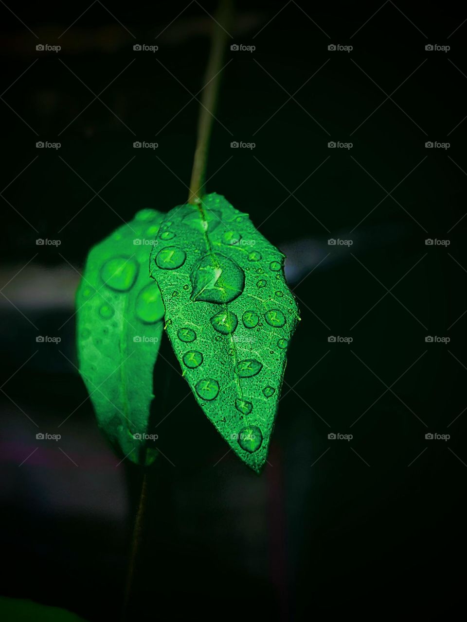 leaves and dew