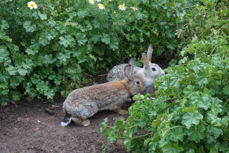 Rabbits#animals#nature