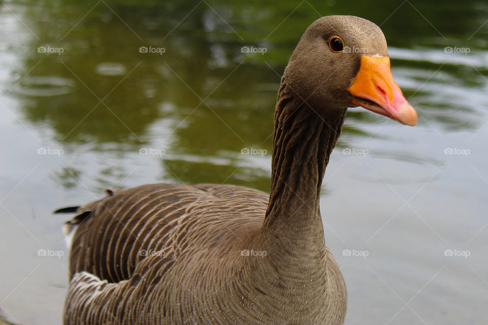 Goose in London