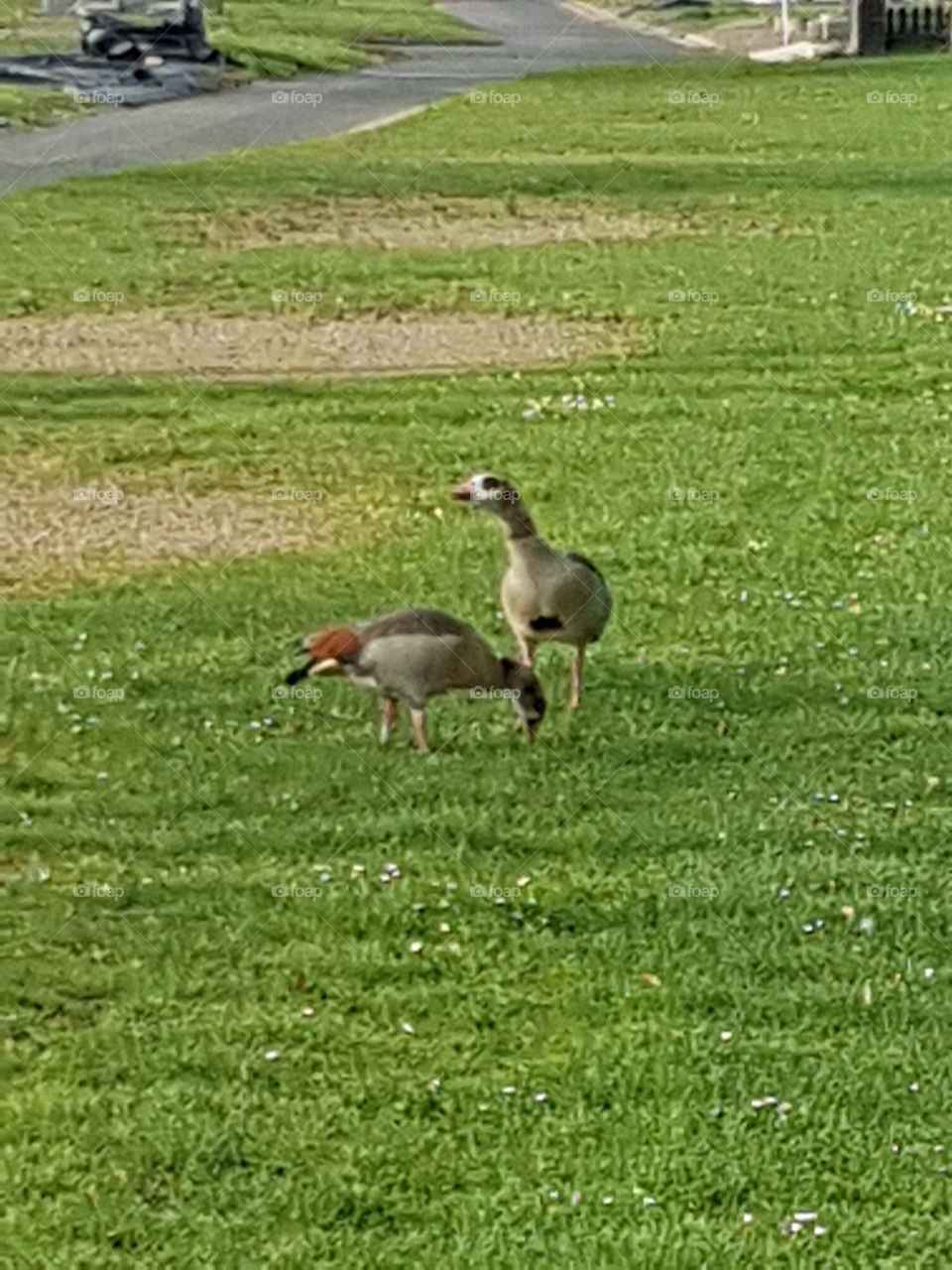 Ducks checking things out.