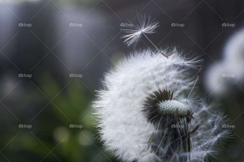 Dandelion flower