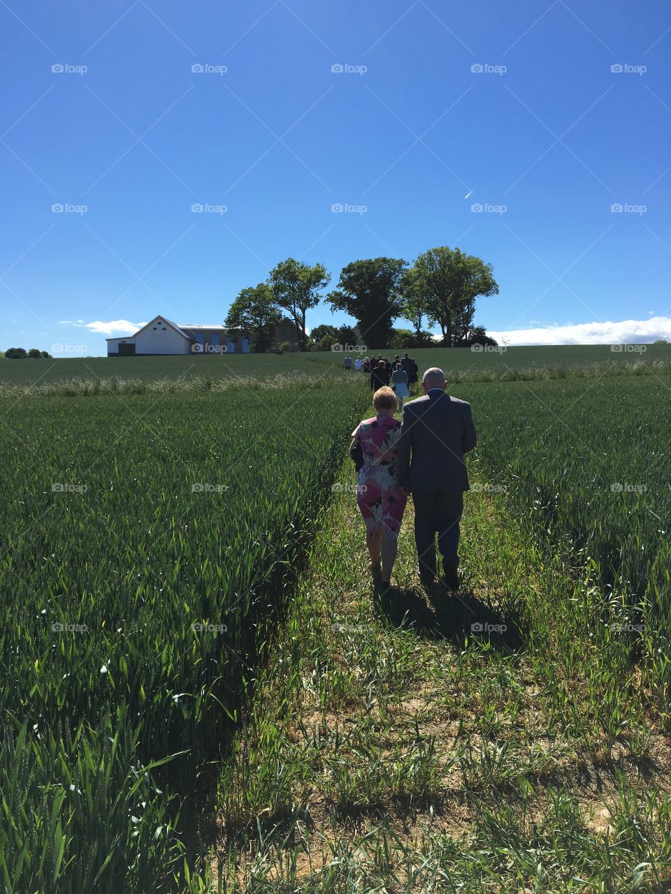 Beautiful path in a field