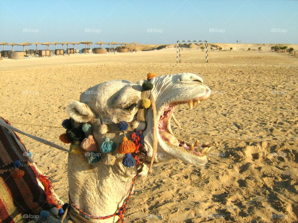 The camel yawns