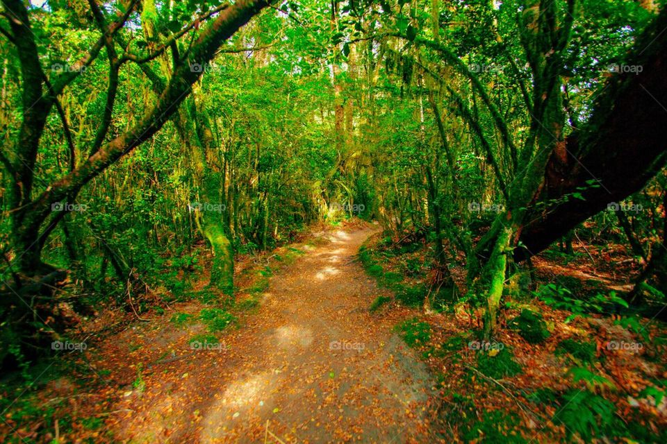 Green trail 