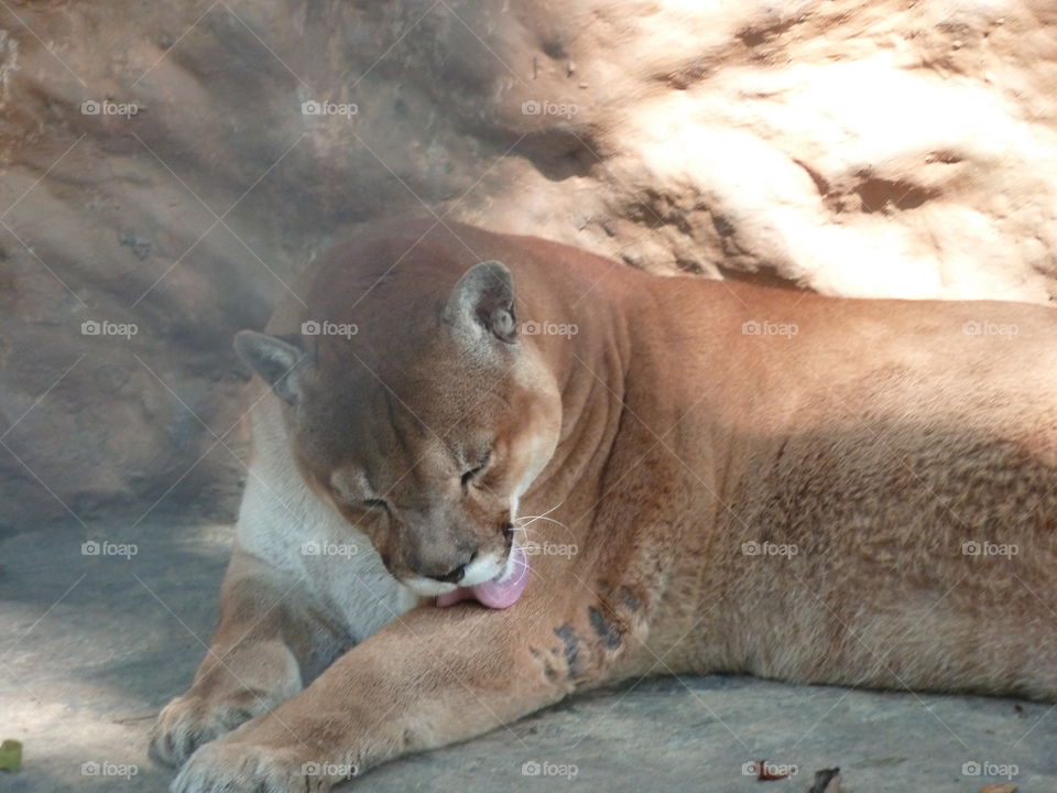 lionness in zoo in Pereizra Columbia