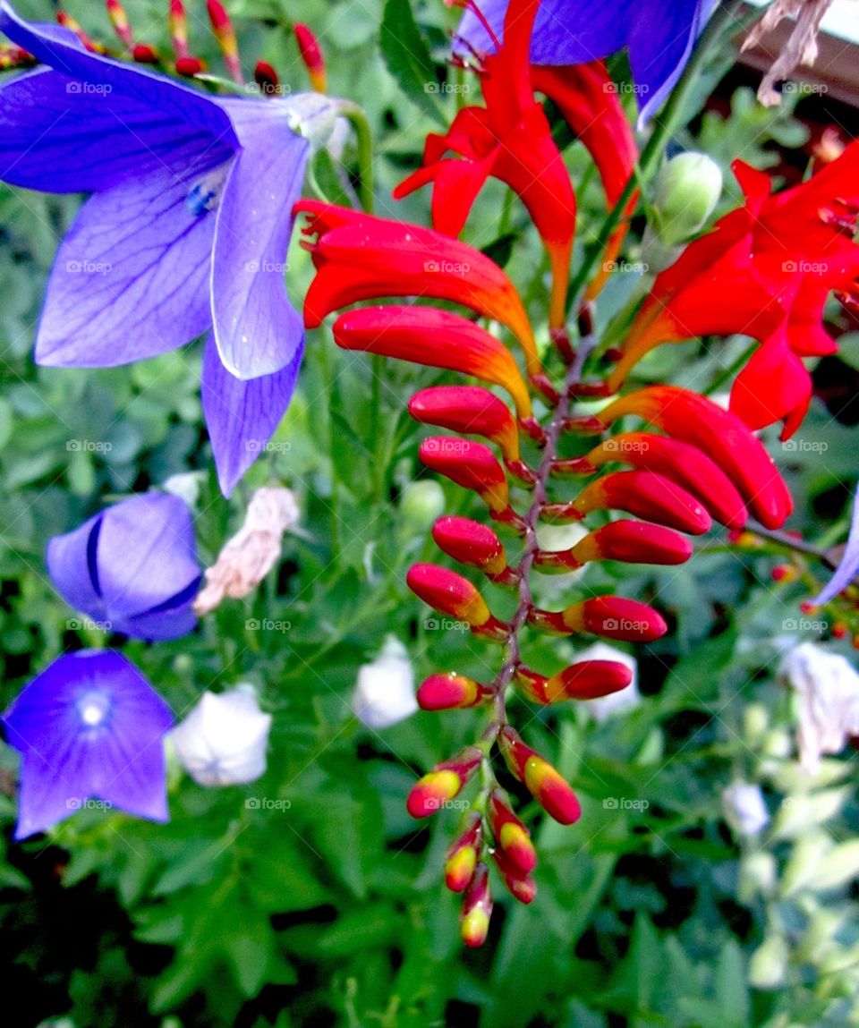 Walnut Street garden