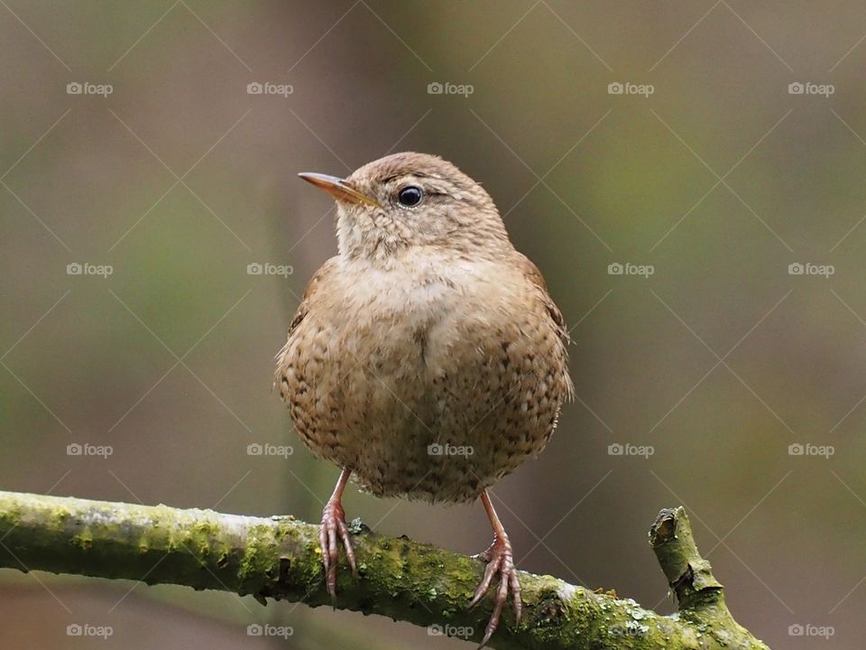 Wren