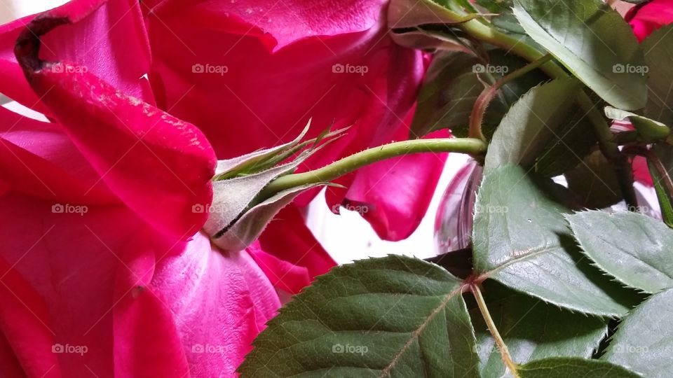 close up rose petals
