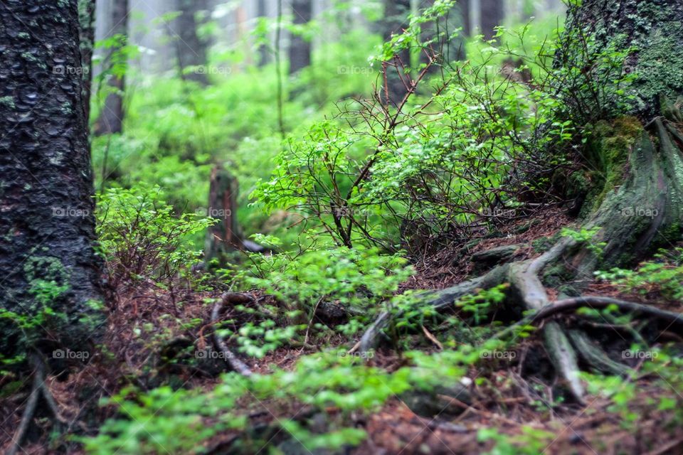 Bottom view of the forest cover