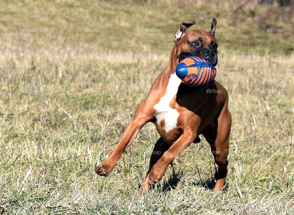 A spring walk with your dog, boxer with a ball in his mouth running through a field 