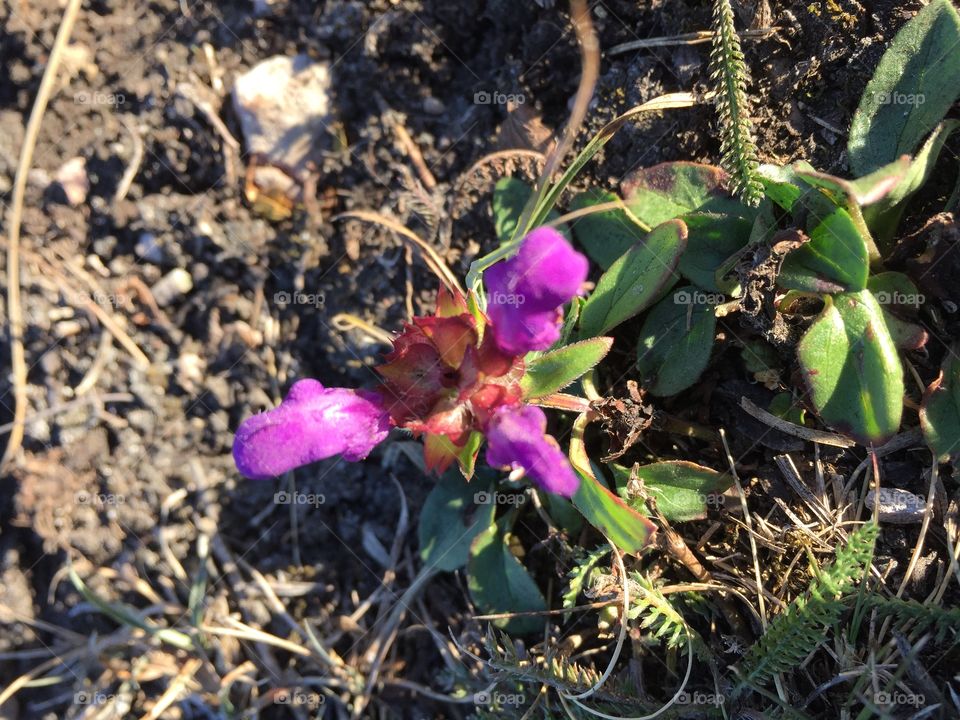 Flowers in the Nature 