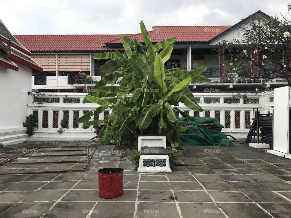 Plant