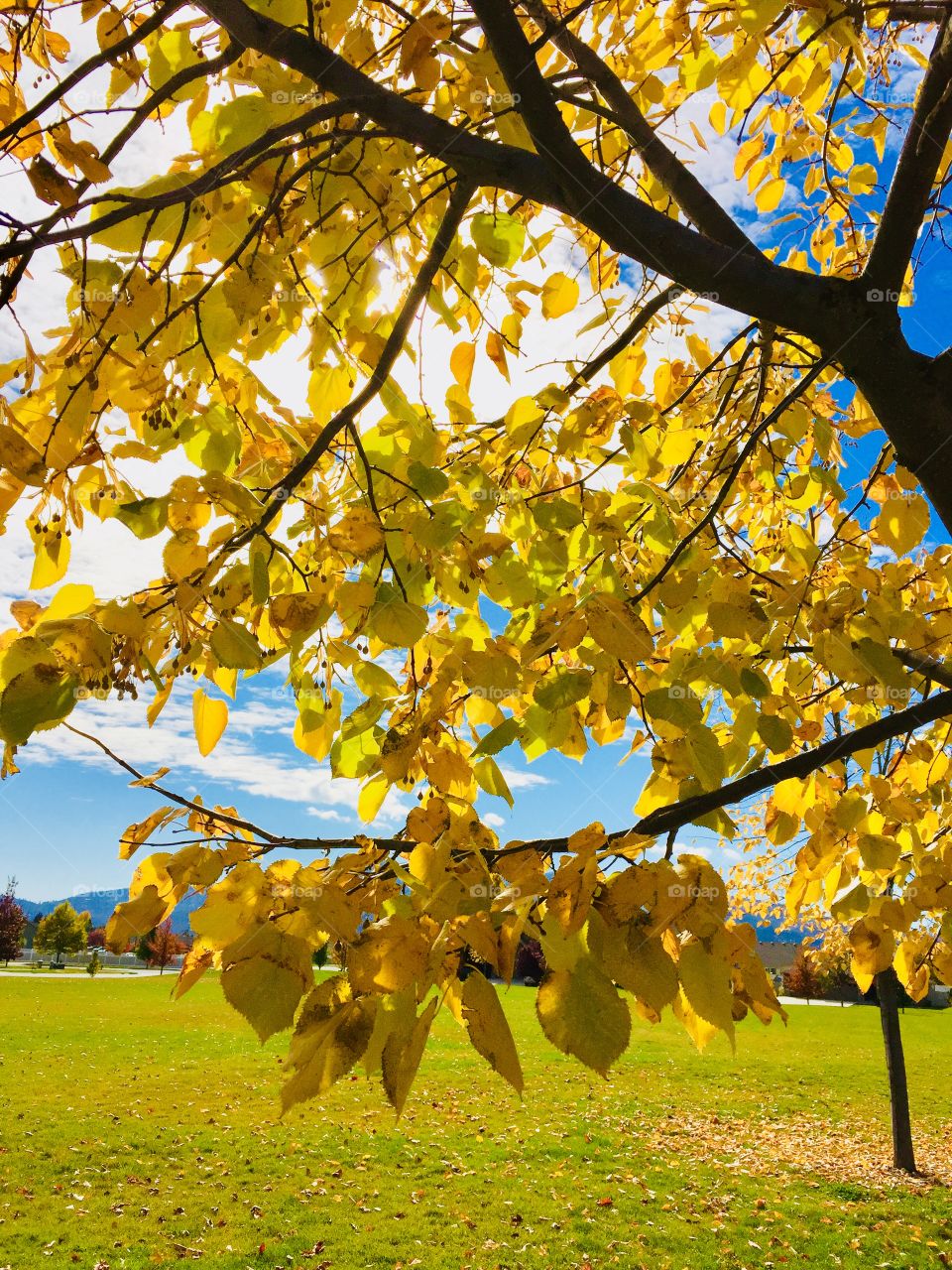 Golden leaves of fall 
