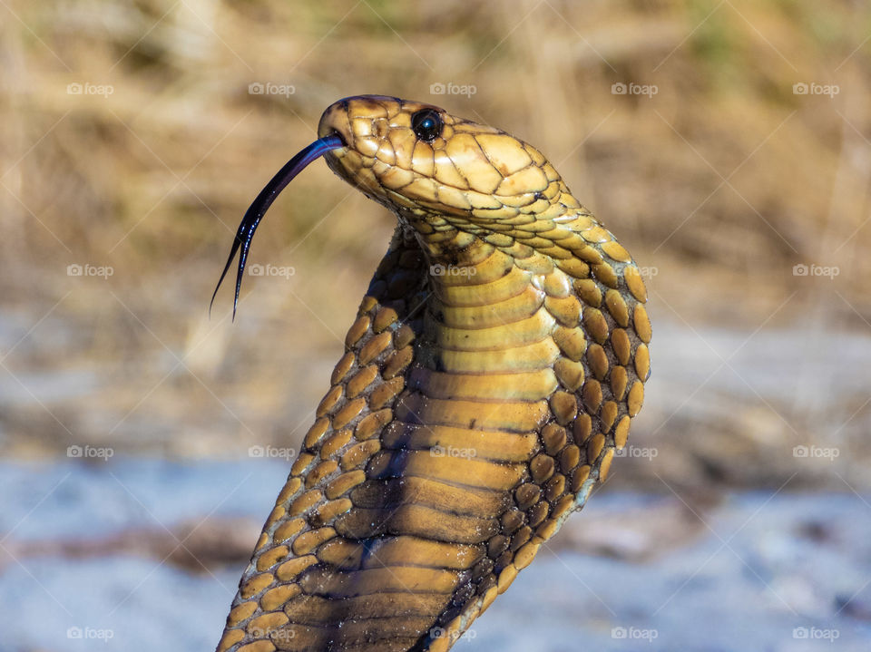Cape Cobra (Naja nivea), a highly venomous snake (reptile).