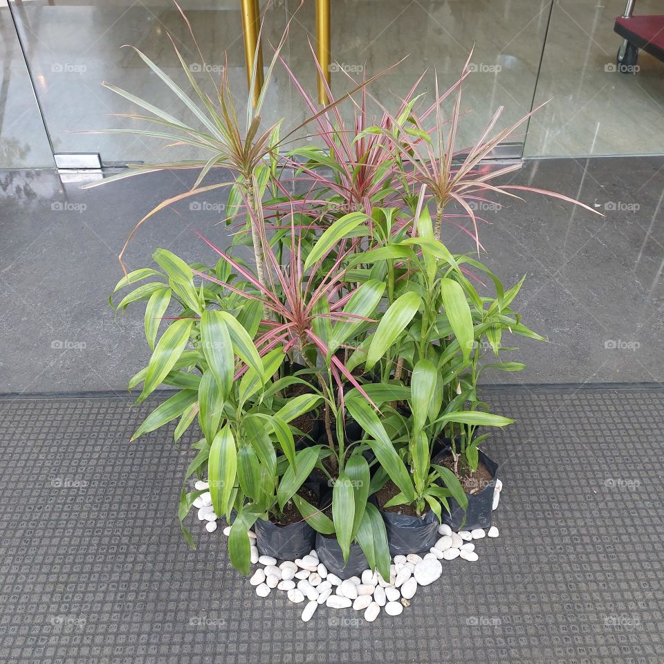 Plants placed in front of the lobby entrance