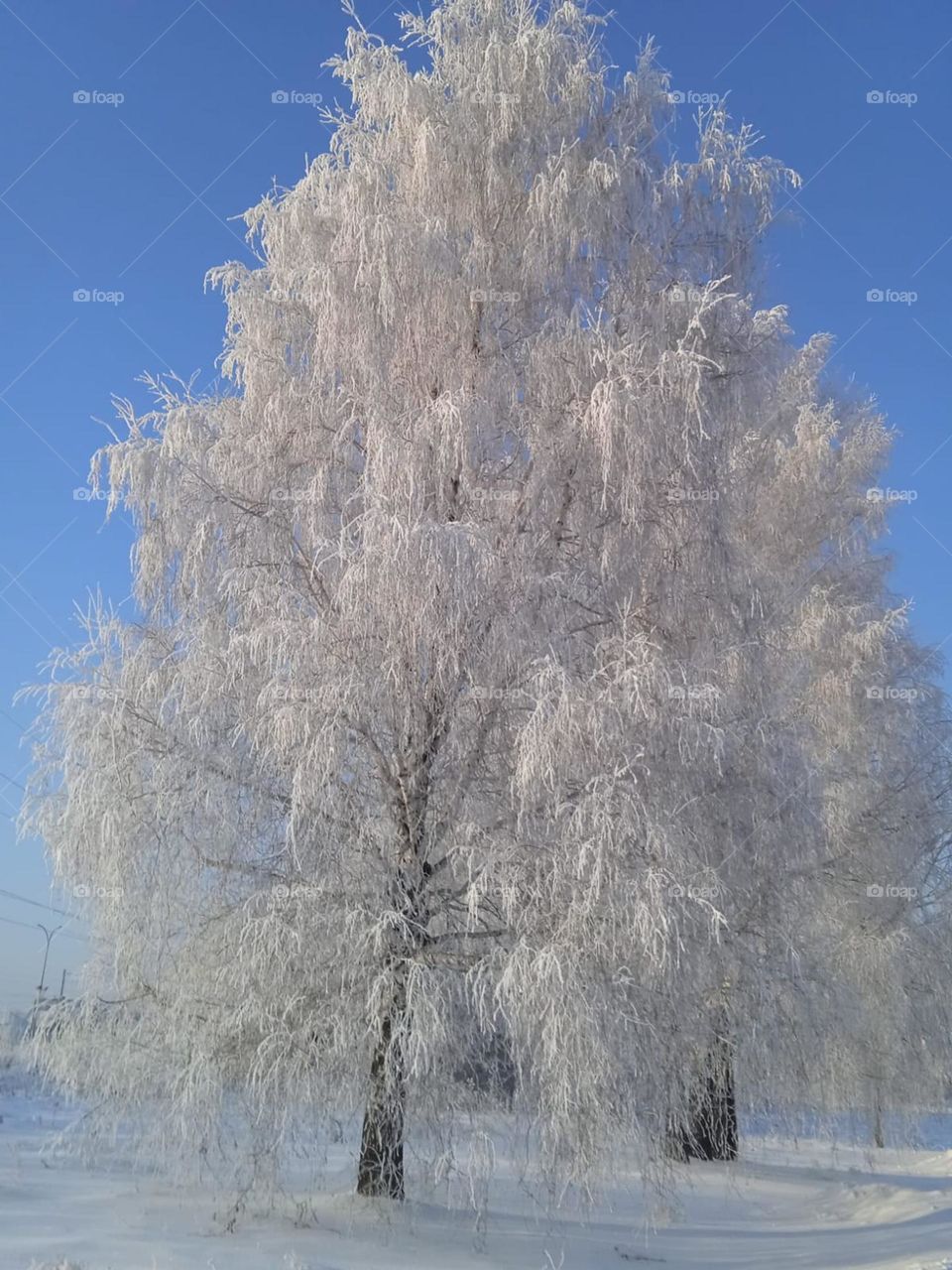 Schneebaum