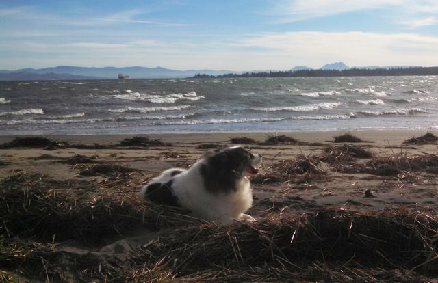 Dog loves sand, wind and waves