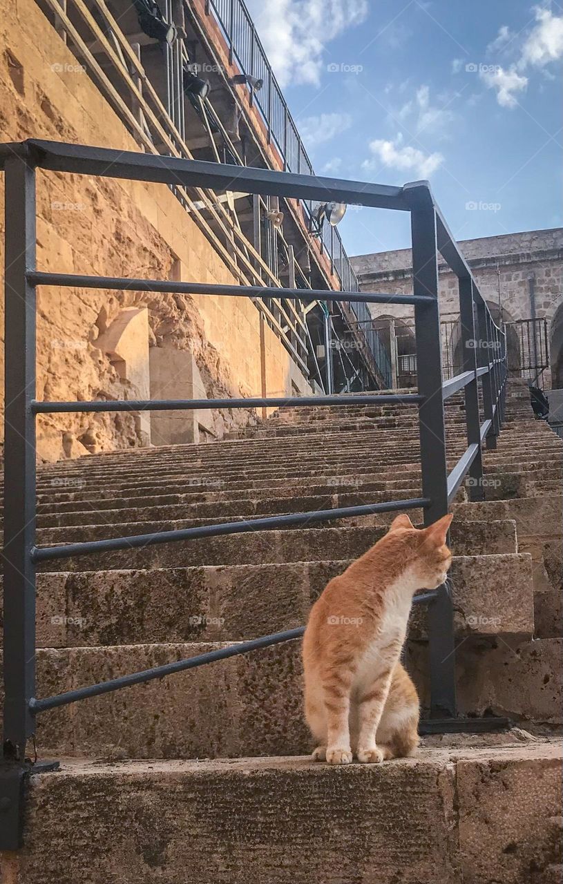 One cat on ancient stairs 