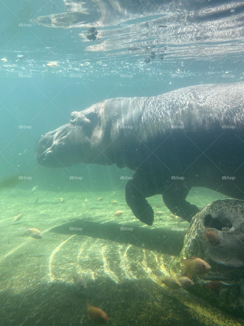 Hippo swimming freely in the water