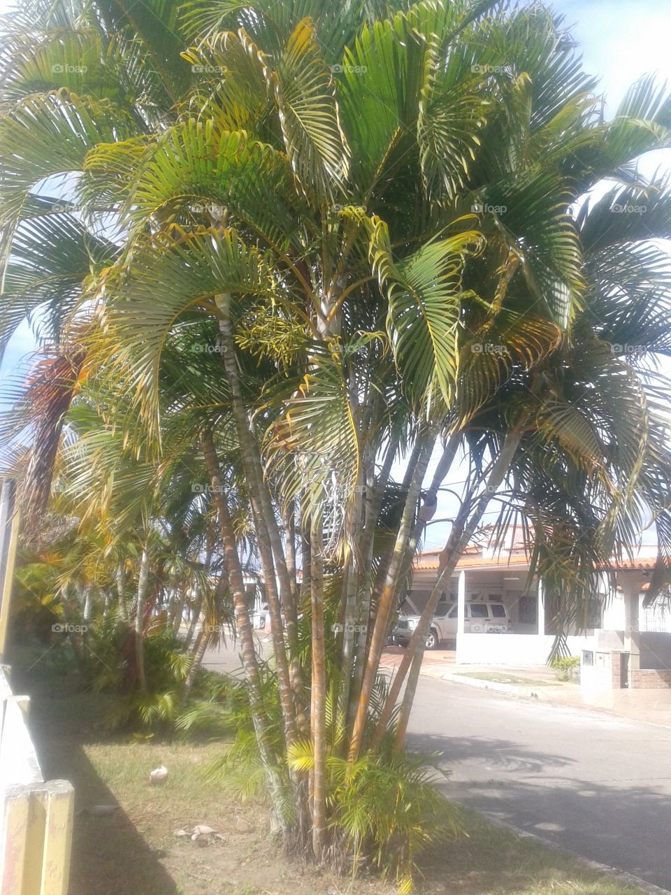 palmeras