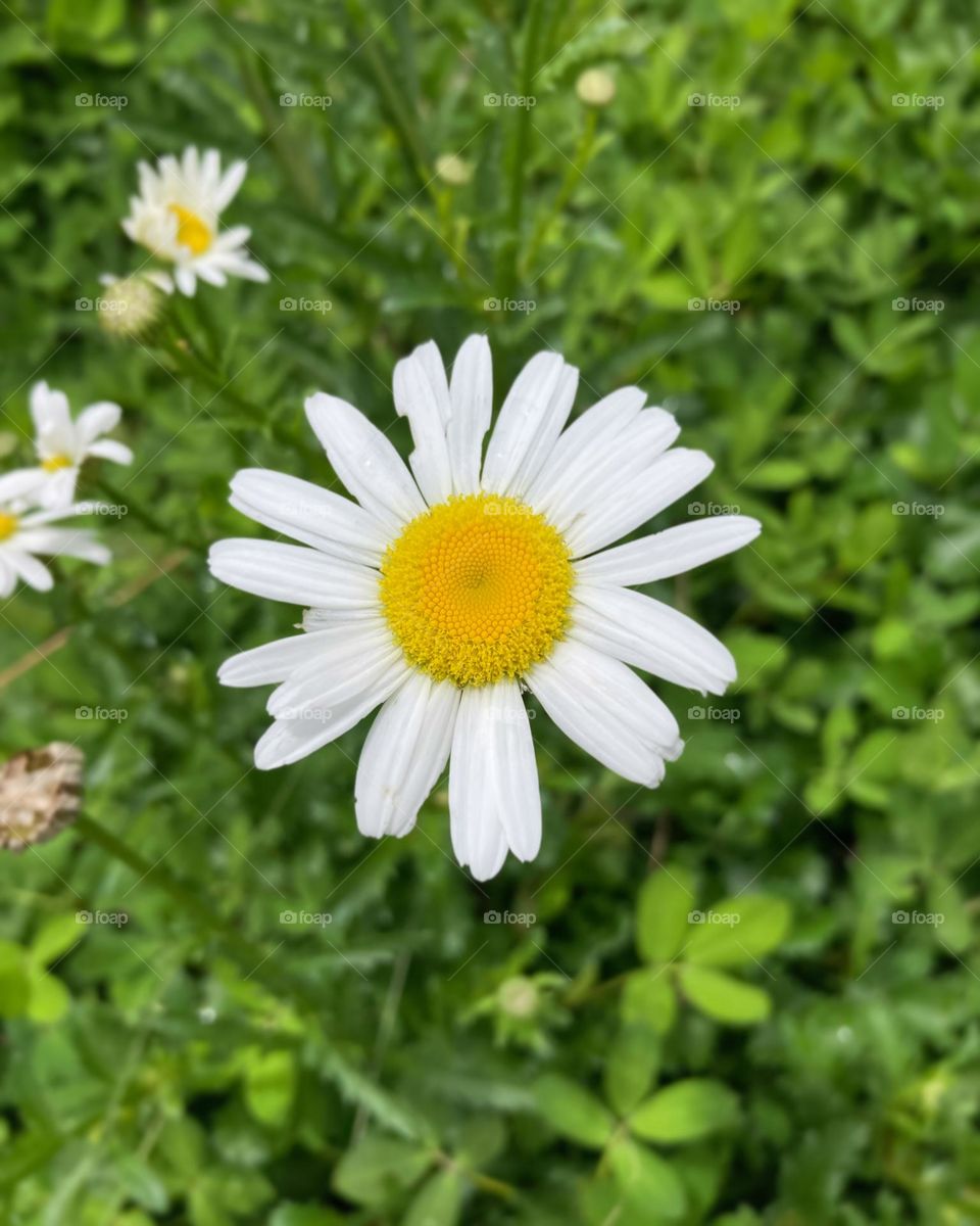 🌹 🇺🇸 Very beautiful flowers to brighten our day.  Live nature and its beauty. Did you like the delicate petals? / 🇧🇷 Flores muito bonitas para alegrar nosso dia. Viva a natureza e sua beleza. Gostaram das pétalas delicadas? 