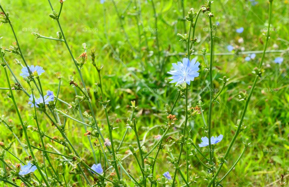 Blumen am Wegesrand