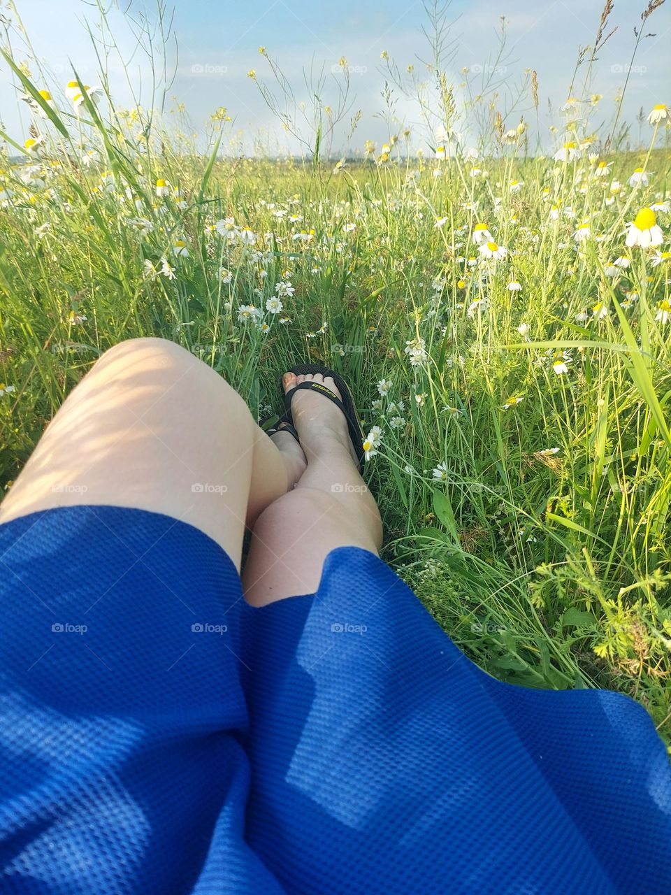 camomile field